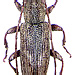 Sybra connexa Pascoe, 1865