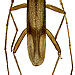 Parahyphus comusioides Gressitt, 1959
