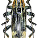 Tmesisternus elegans Heller, 1914