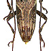 Sybra eunidioides (Pascoe, 1865)