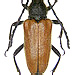 Paracorymbia excisipes (Daniel, 1891)