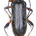 Cortodera femorata (Fabricius, 1787)