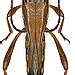Stenopterus flavicornis Küster, 1846