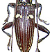 Ichthyodes freyi Breuning, 1975