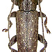 Ichthyodes floccosa  (Pascoe, 1867)