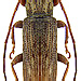 Sybra luteicornis Pascoe, 1865 female