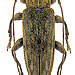 Sybra primaria Pascoe, 1865 male