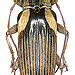 Tmesisternus humeralis Aurivillius, 1924