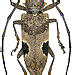 Paraleprodera insidiosa (Gahan, 1888)