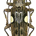 Tmesisternus ludificator (Heller, 1914)