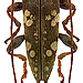 Falsepilysta (syn. Athelais) roseolata (Heller, 1924)  male