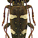 Falsepilysta bifasciata (Aurivillius, 1923)  male