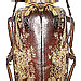 Acanthophorus maculatus (Fabricius, 1792)  female