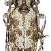 Ontochariesthes namibianus Adlbauer, 1996