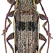 Tmesisternus nigrofasciatus Aurivillius, 1908