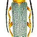 Oberea oculata (Linné, 1758)