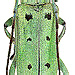 Saperda octopunctata (Scopoli, 1772)