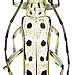 Saperda perforata (Pallas, 1773)