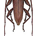 Examnes philippinensis Newman, 1842 male