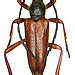 Corymbia rufa (Brullé, 1832) male