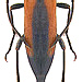 Stenurella melanura (Linné, 1758) female