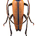 Stenurella melanura (Linné, 1758) male