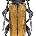 Lachnopterus socius Gahan, 1891 female