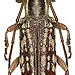 Sybra (=Pithodia) tessellata (Pascoe, 1865) male