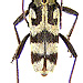 Chlorophorus varius (Müller, 1776)