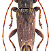 Sybra palawana Breuning 1960 male