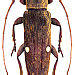 Sybra negrosensis Breuning, 1947 male