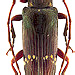 Sybra sulcata (Aurivillius, 1928) female