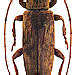 Parepilysta unicolor Breuning, 1959 female
