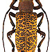 Paranaleptes reticulata (Thomson, 1877) female