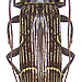 Tmesisternus luteostriatus Heller, 1912