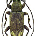 Sybra preapicemaculata Breuning, 1939 male