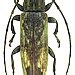 Sybra fuscoapicalis Breuning 1939 female