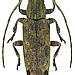 Sybra praeusta Pascoe, 1859 female
