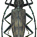 Hoplocerambyx severus Pascoe, 1869