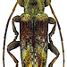 Sybra subconicollis Breuning, 1967 male