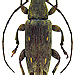 Sybra preapicetriangularis Breuning, 1973 female
