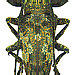 Ischioplites metutus (Pascoe, 1859)
