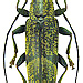 Tmesisternus griseus (Thomson, 1865) female