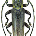 Dictamnia rugosa Pascoe, 1869 female