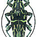 Trigonoptera sp.  female