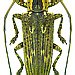Mulciber undulatoides Breuning 1940  female