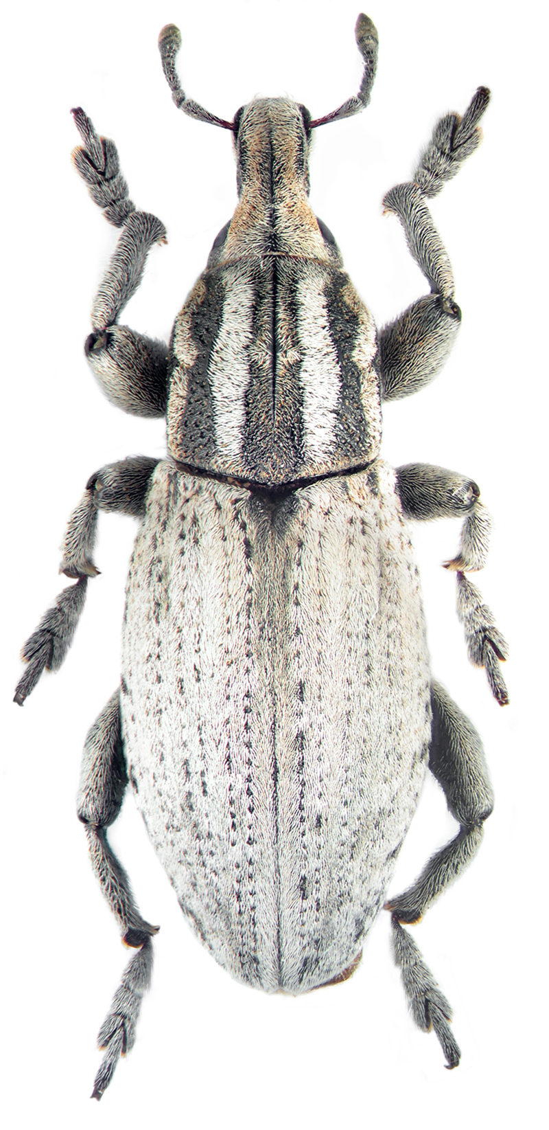 Pseudocleonus cinereus (Schrnk.)