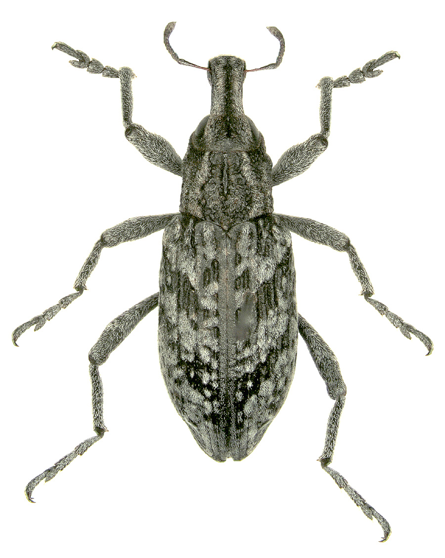 Coniocleonus nebulosus (Linnaeus, 1758)