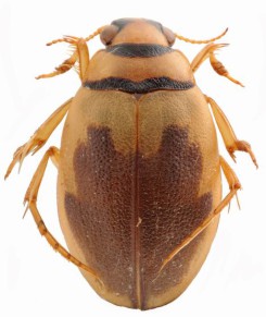 Hygrobia hermanni -     Paelobiidae (),             .  <>   Hydrobia hermanii,    Dytiscidae ()     ,        .   <> ( Michael Munich)
