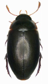 Acabus serricornis -   Dytiscidae (),      ,    .   -   ,        .  <>   Acabus semicormis    ,        .   <> ( Udo Schmidt)